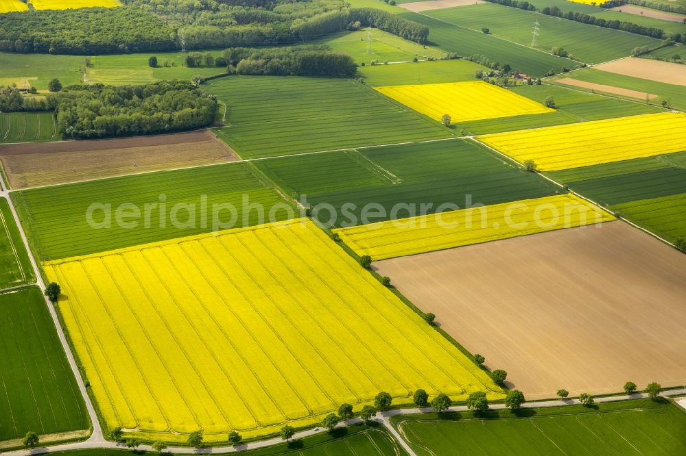 Werl from above - Field landscape yellow flowering rapeseed flowers in Werl in the state North Rhine-Westphalia