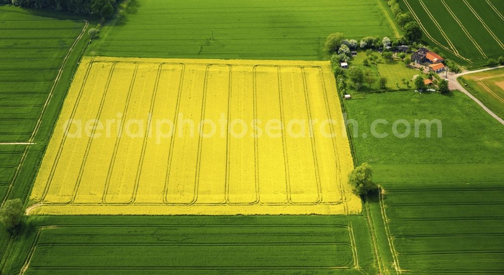 Aerial image Werl - Field landscape yellow flowering rapeseed flowers in Werl in the state North Rhine-Westphalia