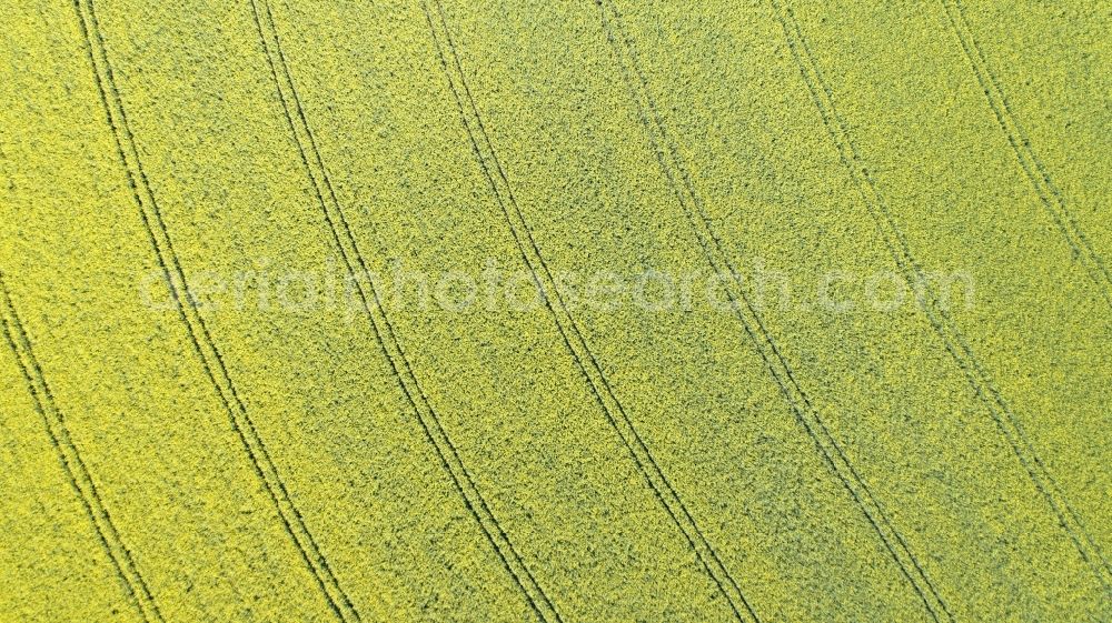 Thieshope from above - Field landscape yellow flowering rapeseed flowers in Thieshope in the state Lower Saxony, Germany