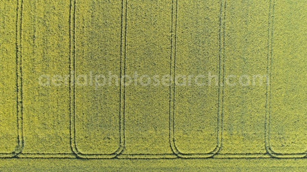 Thieshope from the bird's eye view: Field landscape yellow flowering rapeseed flowers in Thieshope in the state Lower Saxony, Germany