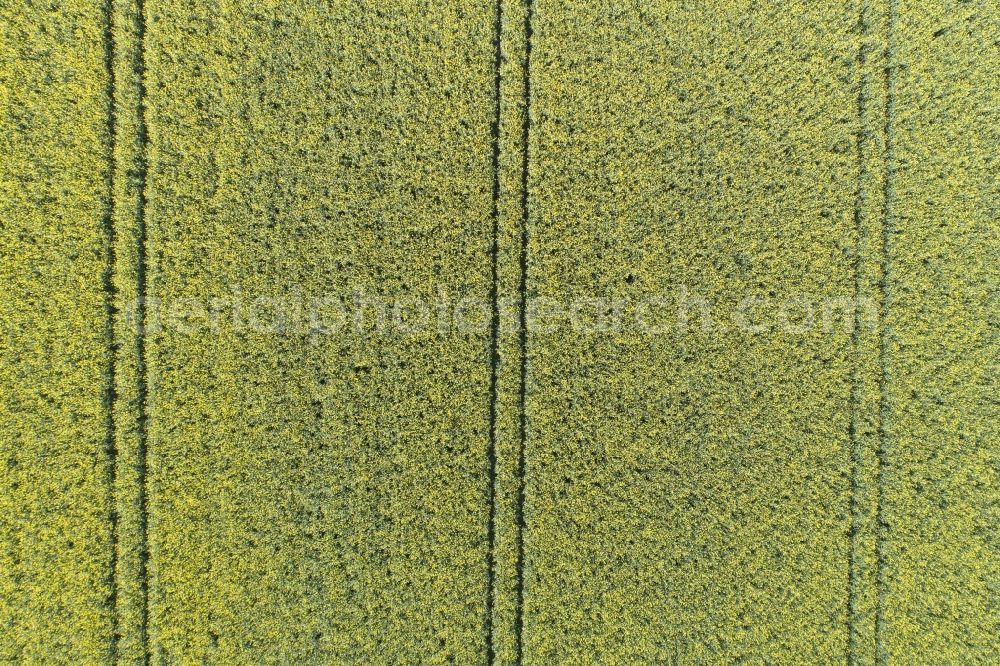 Aerial photograph Thieshope - Field landscape yellow flowering rapeseed flowers in Thieshope in the state Lower Saxony, Germany