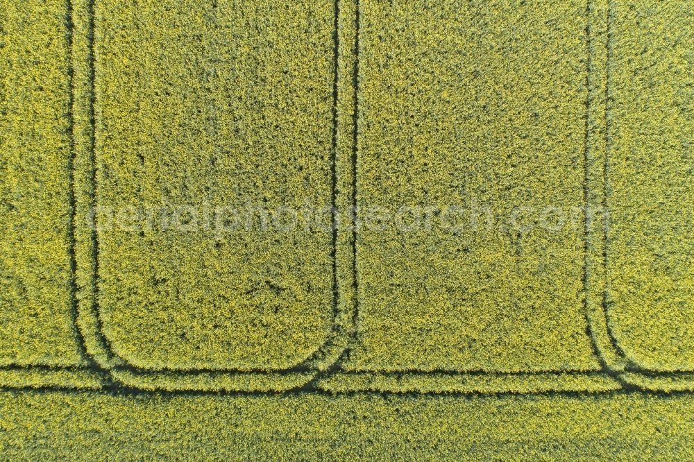 Thieshope from above - Field landscape yellow flowering rapeseed flowers in Thieshope in the state Lower Saxony, Germany