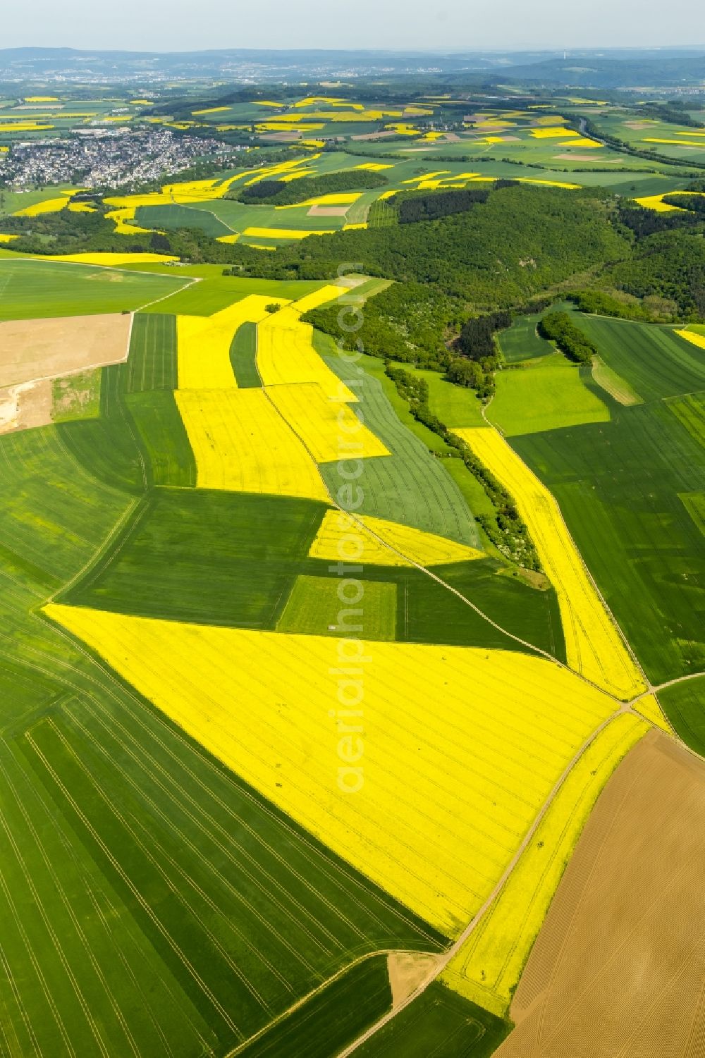 Thür from the bird's eye view: Field landscape yellow flowering rapeseed flowers in Thuer in the state Rhineland-Palatinate