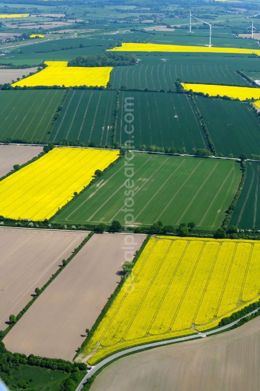 Traventhal from the bird's eye view: Field landscape yellow flowering rapeseed flowers in Traventhal in the state Schleswig-Holstein, Germany