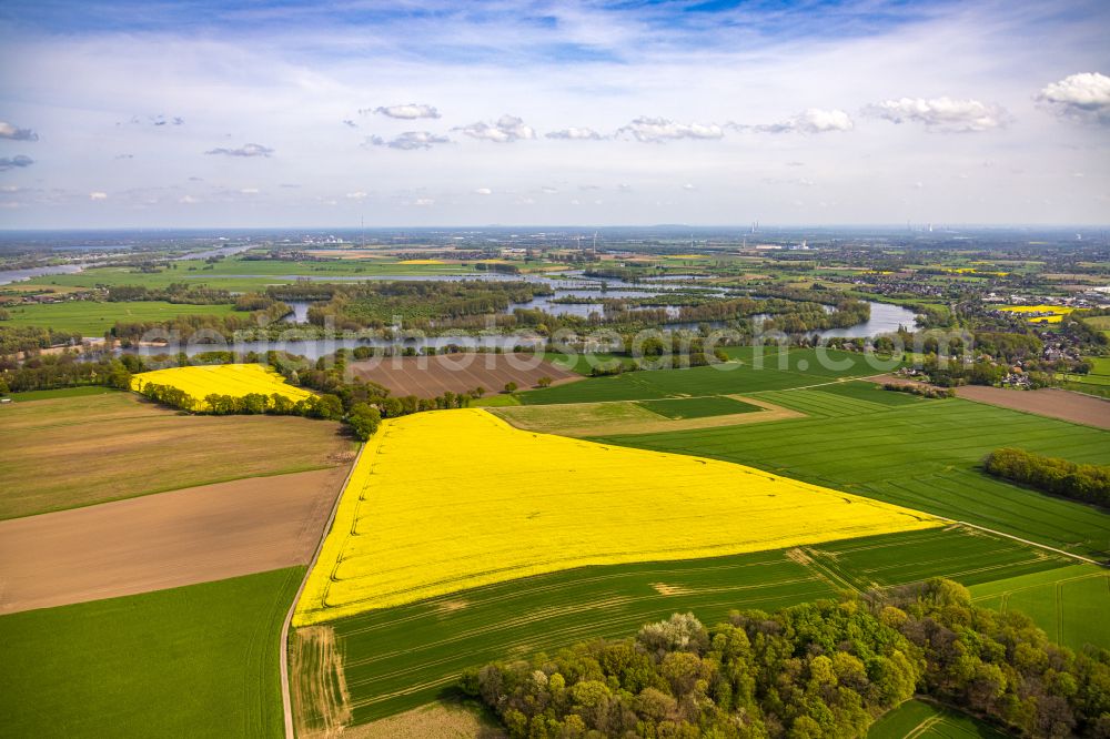 Wardt from the bird's eye view: Field landscape yellow flowering rapeseed flowers in Wardt in the state North Rhine-Westphalia, Germany