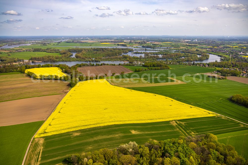 Aerial image Wardt - Field landscape yellow flowering rapeseed flowers in Wardt in the state North Rhine-Westphalia, Germany