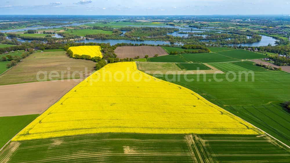Aerial photograph Wardt - Field landscape yellow flowering rapeseed flowers in Wardt in the state North Rhine-Westphalia, Germany