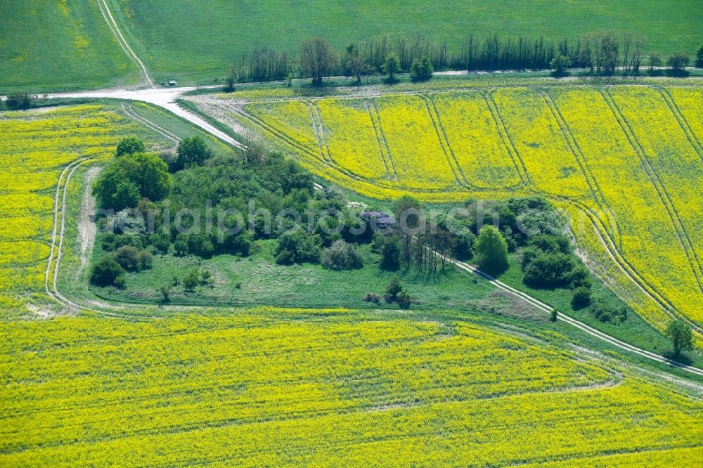 Weesow from above - Field landscape yellow flowering rapeseed flowers in Weesow in the state Brandenburg, Germany