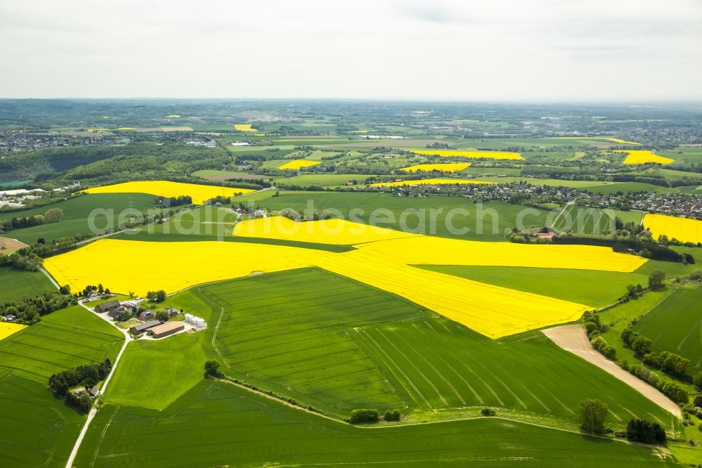 Wülfrath from the bird's eye view: Field landscape yellow flowering rapeseed flowers in Wuelfrath in the state North Rhine-Westphalia