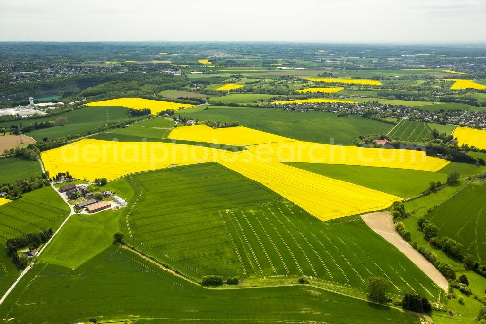 Aerial image Wülfrath - Field landscape yellow flowering rapeseed flowers in Wuelfrath in the state North Rhine-Westphalia