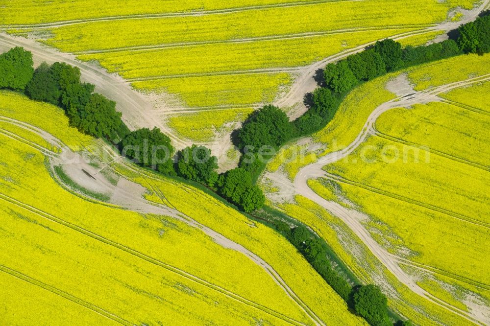 Aerial photograph Zarpen - Field landscape yellow flowering rapeseed flowers in Zarpen in the state Schleswig-Holstein, Germany