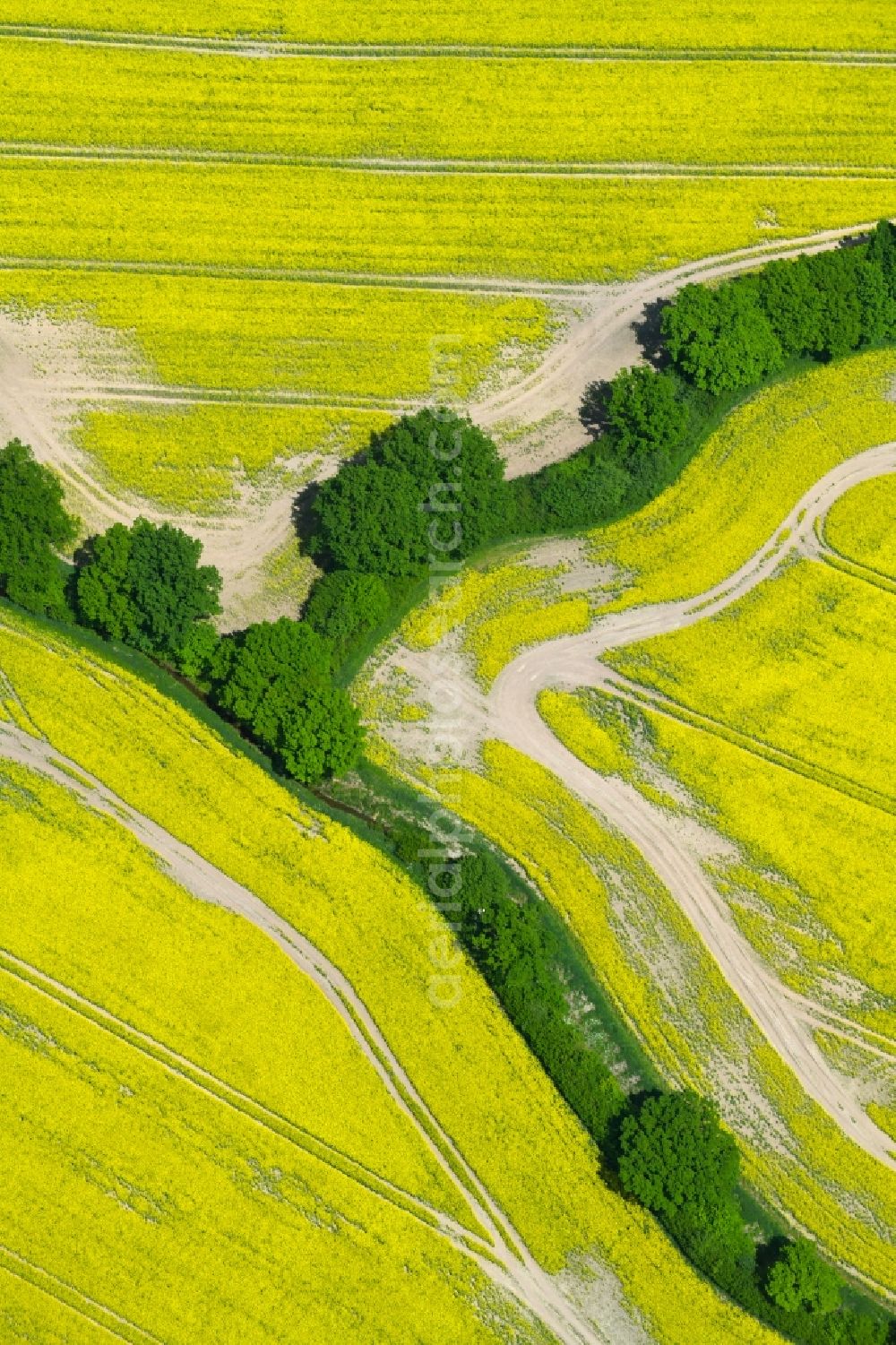 Zarpen from above - Field landscape yellow flowering rapeseed flowers in Zarpen in the state Schleswig-Holstein, Germany