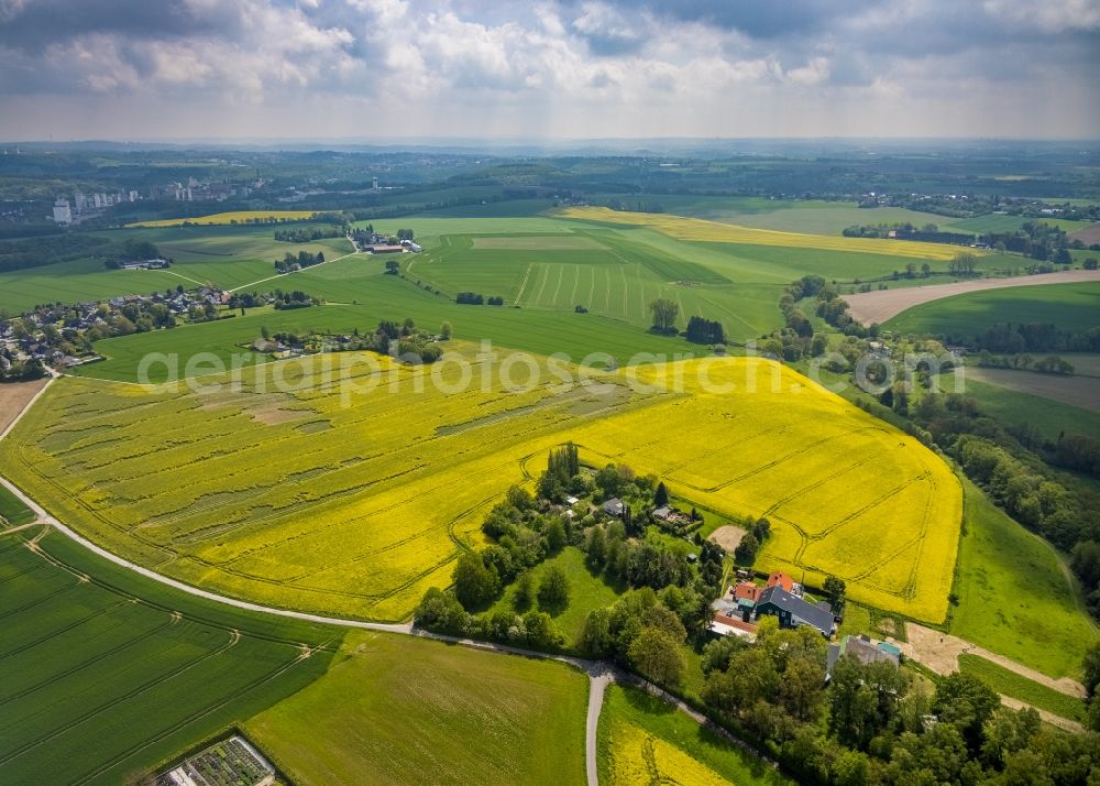 Aerial photograph Zwingenberg - Field landscape yellow flowering rapeseed flowers in Zwingenberg at Ruhrgebiet in the state North Rhine-Westphalia, Germany