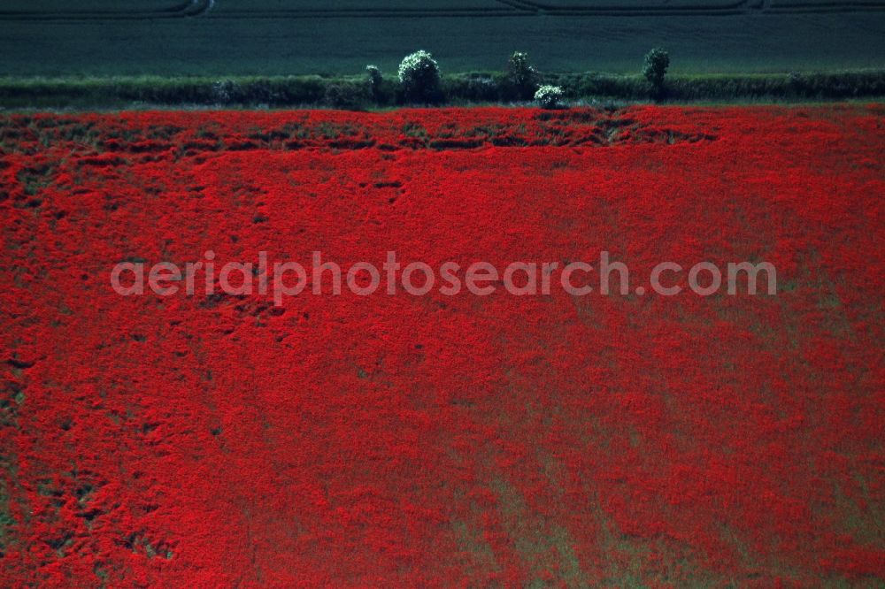 Aerial photograph Brieselang - Field landscape of red blooming poppy flowers in Brieselang in the state Brandenburg