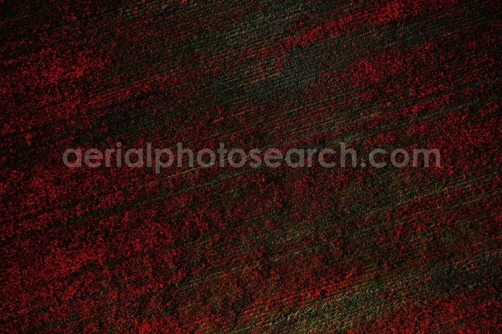 Brieselang from above - Field landscape of red blooming poppy flowers in Brieselang in the state Brandenburg