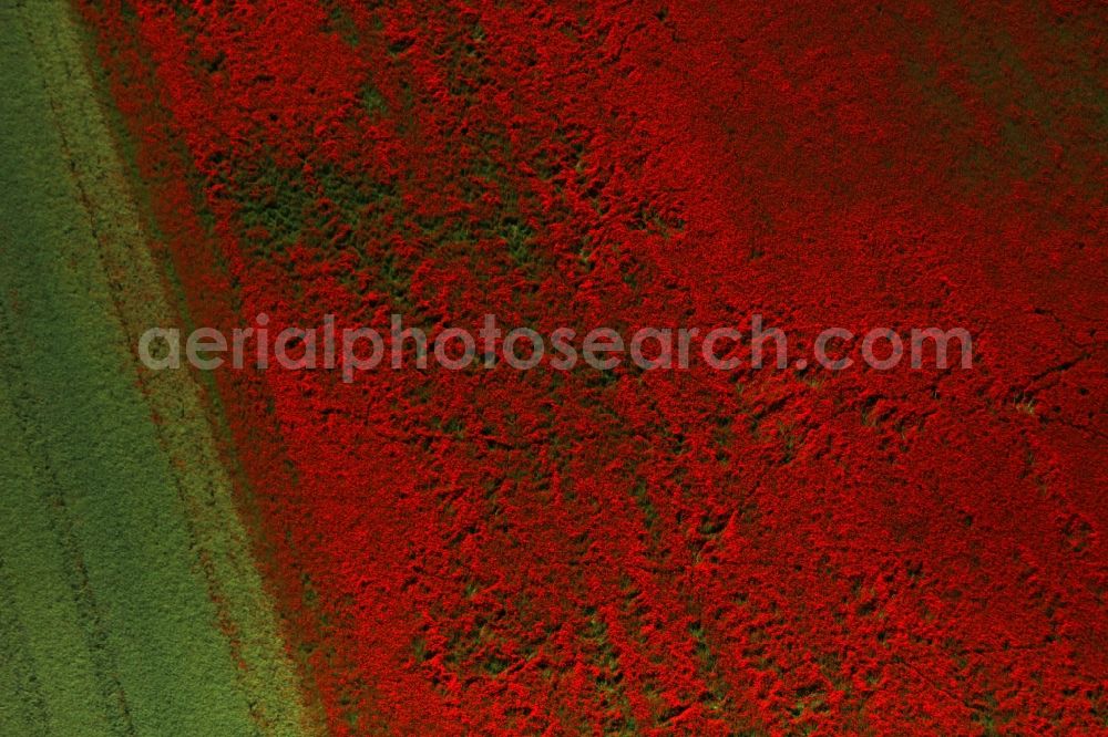 Brieselang from above - Field landscape of red blooming poppy flowers in Brieselang in the state Brandenburg