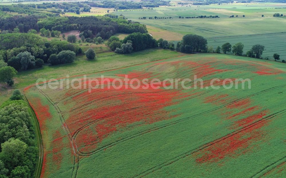 Aerial photograph Mallnow - Field landscape of red blooming poppy flowers in Mallnow in the state Brandenburg, Germany