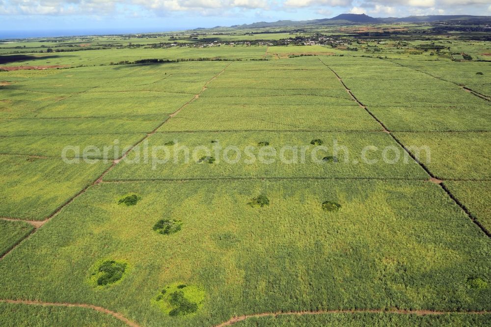 Rose Belle from above - Field landscape with sugarcane in the south of Mauritius at Rose Belle