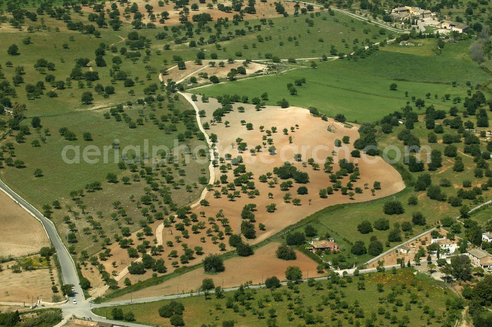 Palma from above - Ein Feld mit Olivenbäumen bei der Stadt Palma am Fuß des Gebirgszugs Serra d'Alfàbia auf Mallorca. A field with olive trees near by Palma at the foot of the mountain range Serra d'Alfàbia on Majorca.