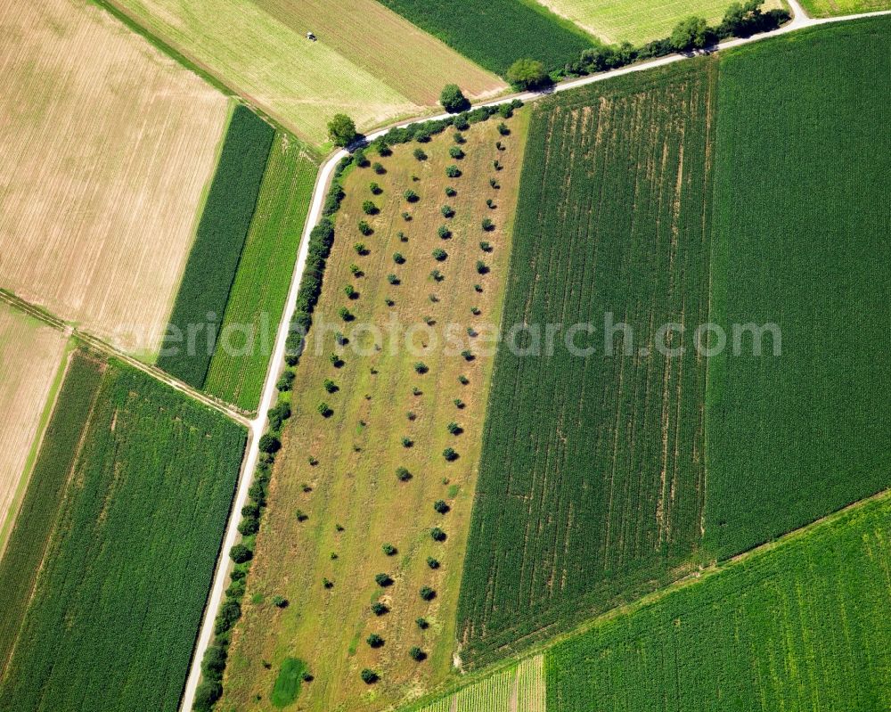 Aerial image Bad Krozingen OT Hausen a. d. M - Field - structures - farmed landscape of farmland in Badenweiler in Baden-Württemberg BW