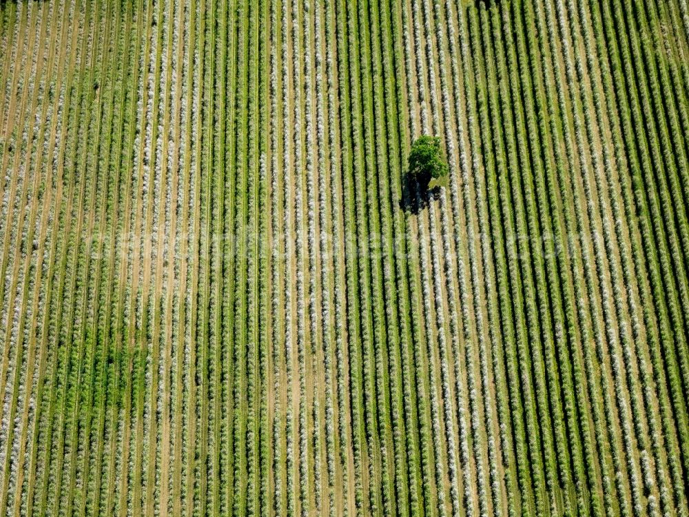 Bad Krozingen OT Hausen a. d. M from the bird's eye view: Field - structures - farmed landscape of farmland in Badenweiler in Baden-Württemberg BW