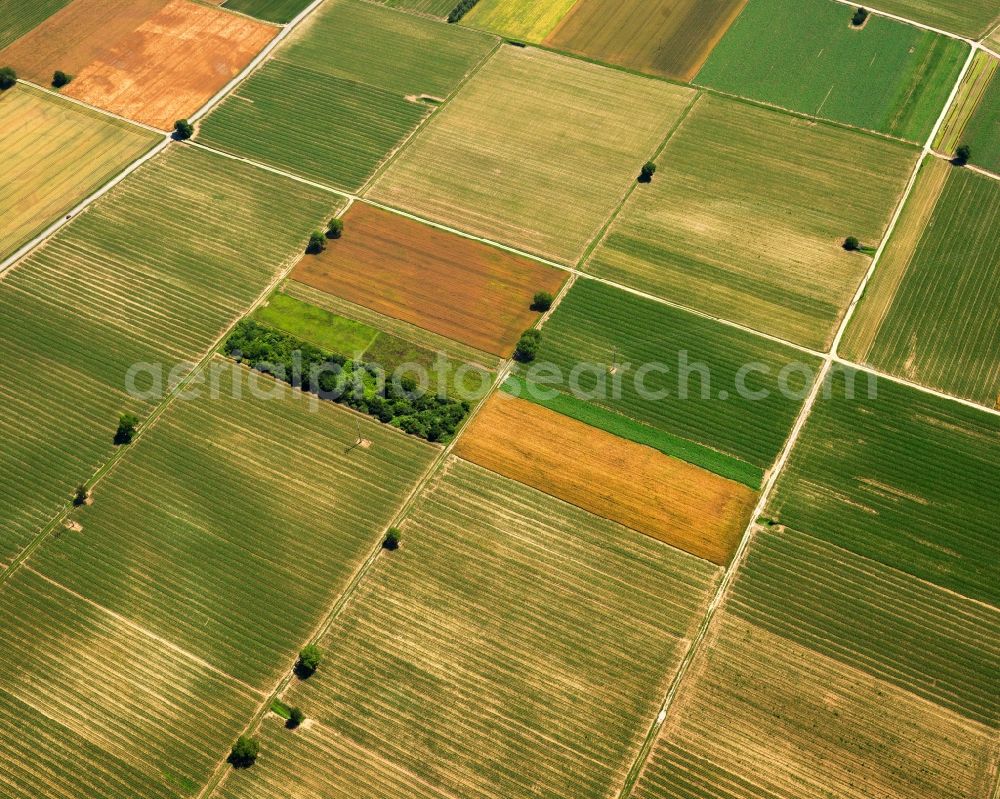 Aerial image Breisach am Rhein - View of field structures and agricultural land at Gündlingen in Baden-Württemberg