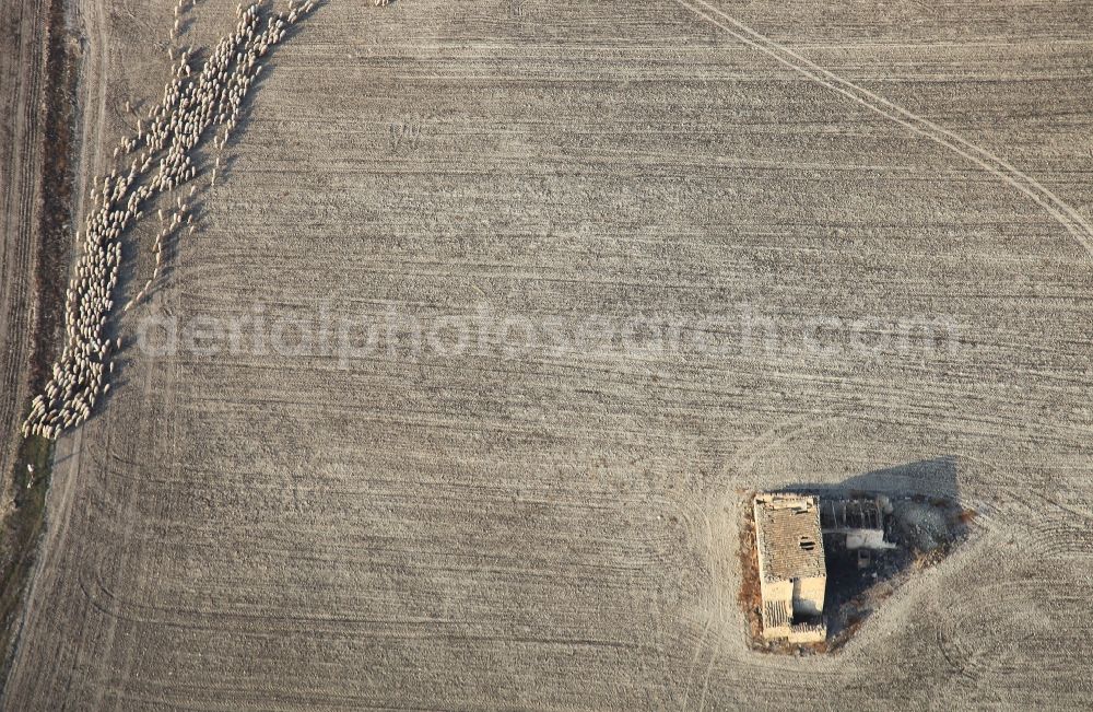 Aerial photograph Manacor - Area-structures meadow pasture with Sheep - herd, field, in Manacor in Mallorca in Balearic Islands, Spain