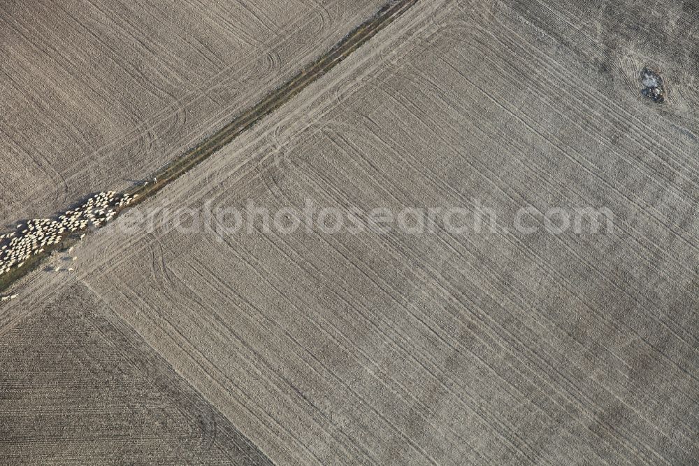 Aerial image Manacor - Area-structures meadow pasture with Sheep - herd, field, in Manacor in Mallorca in Balearic Islands, Spain