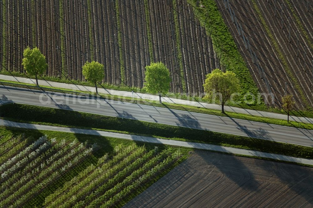 Friedrichshafen from above - Agricultural fields with adjacent forest and forest areas bei Ailingen in Friedrichshafen in the state Baden-Wuerttemberg, Germany