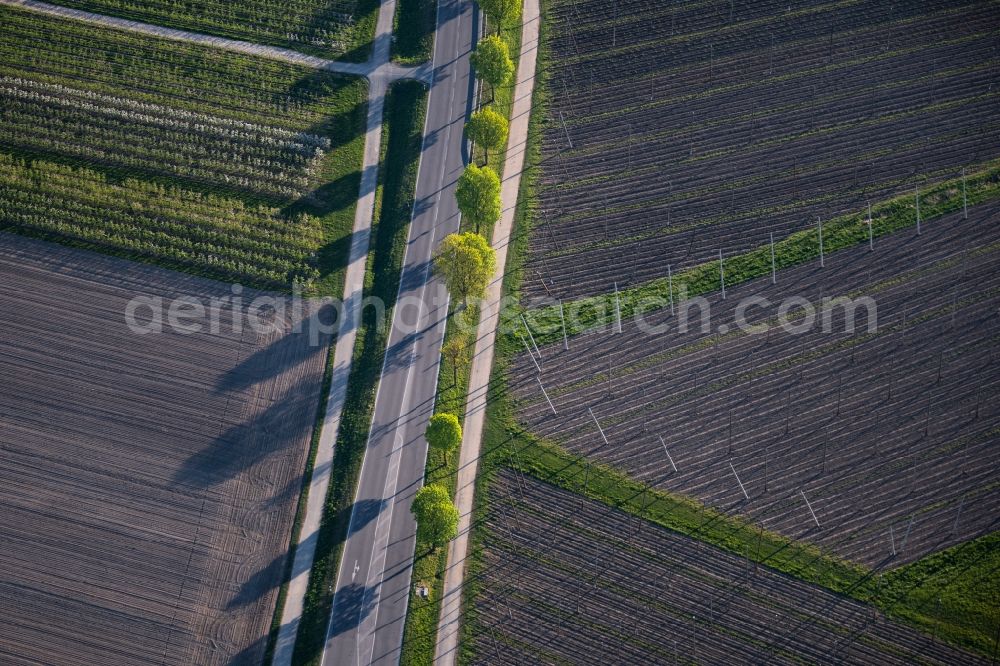 Friedrichshafen from the bird's eye view: Agricultural fields with adjacent forest and forest areas bei Ailingen in Friedrichshafen in the state Baden-Wuerttemberg, Germany