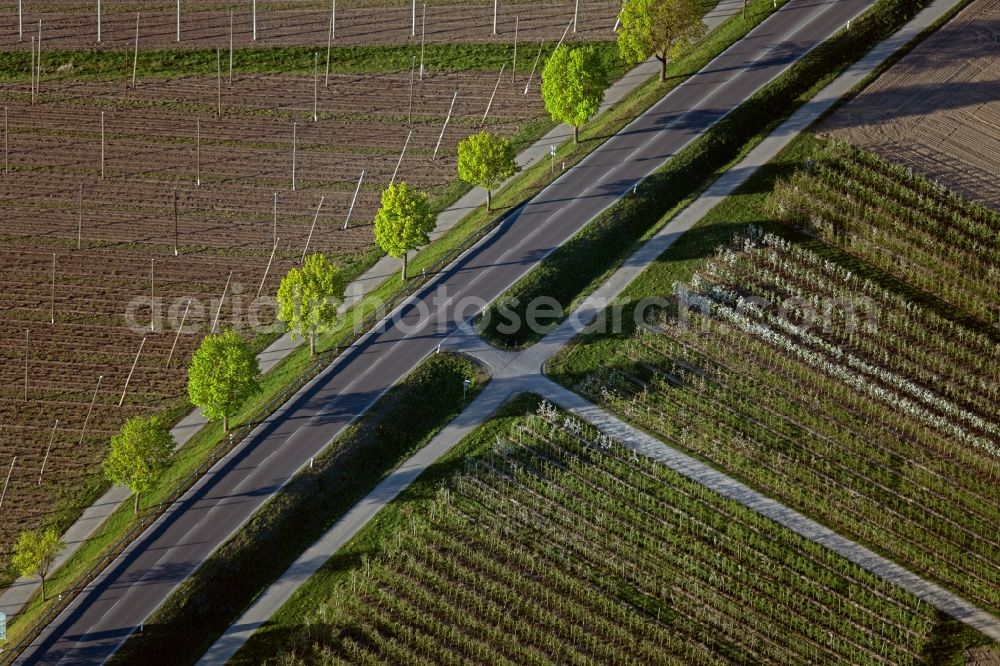 Aerial photograph Friedrichshafen - Agricultural fields with adjacent forest and forest areas bei Ailingen in Friedrichshafen in the state Baden-Wuerttemberg, Germany