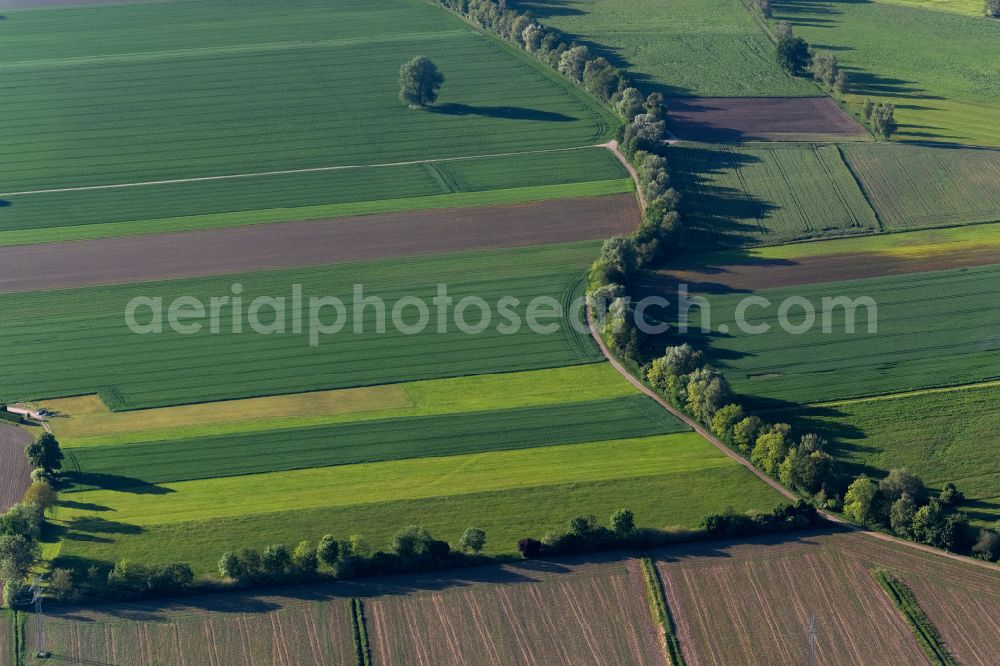 Salem from the bird's eye view: Agricultural fields with adjacent forest and forest areas in Salem in the state Baden-Wuerttemberg, Germany