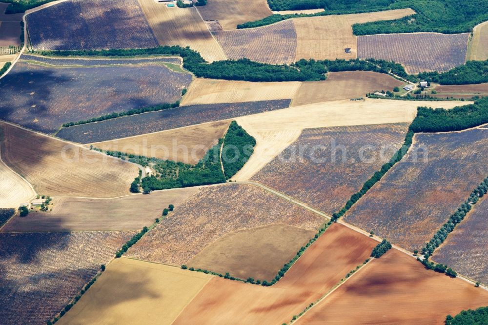 Aerial photograph Puimoisson - Fields of a lavender plantage on a field in Puimoisson in Provence-Alpes-Cote d'Azur, France