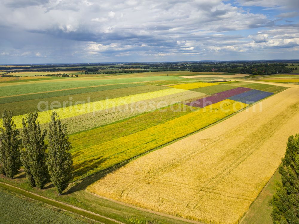 Lommatzsch from above - The Gert Harz agricultural company near Lommatzsch propagates wild plants on a total of 70 hectares in Lommatzsch in the federal state of Saxony, Germany