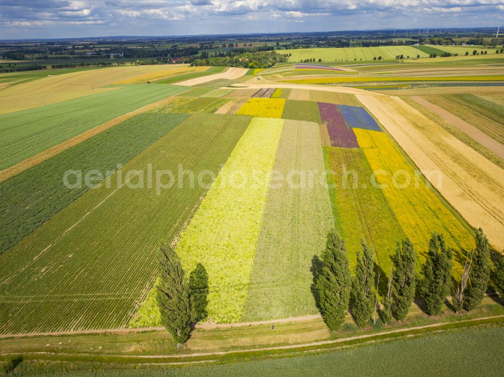 Lommatzsch from the bird's eye view: The Gert Harz agricultural company near Lommatzsch propagates wild plants on a total of 70 hectares in Lommatzsch in the federal state of Saxony, Germany