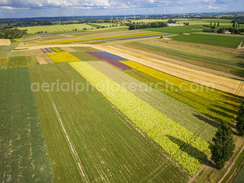 Aerial image Lommatzsch - The Gert Harz agricultural company near Lommatzsch propagates wild plants on a total of 70 hectares in Lommatzsch in the federal state of Saxony, Germany