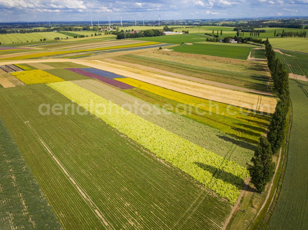 Aerial photograph Lommatzsch - The Gert Harz agricultural company near Lommatzsch propagates wild plants on a total of 70 hectares in Lommatzsch in the federal state of Saxony, Germany