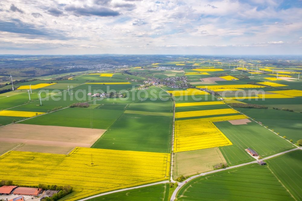 Bad Sassendorf from the bird's eye view: Field landscape yellow flowering rapeseed flowers in Bad Sassendorf in the state North Rhine-Westphalia, Germany