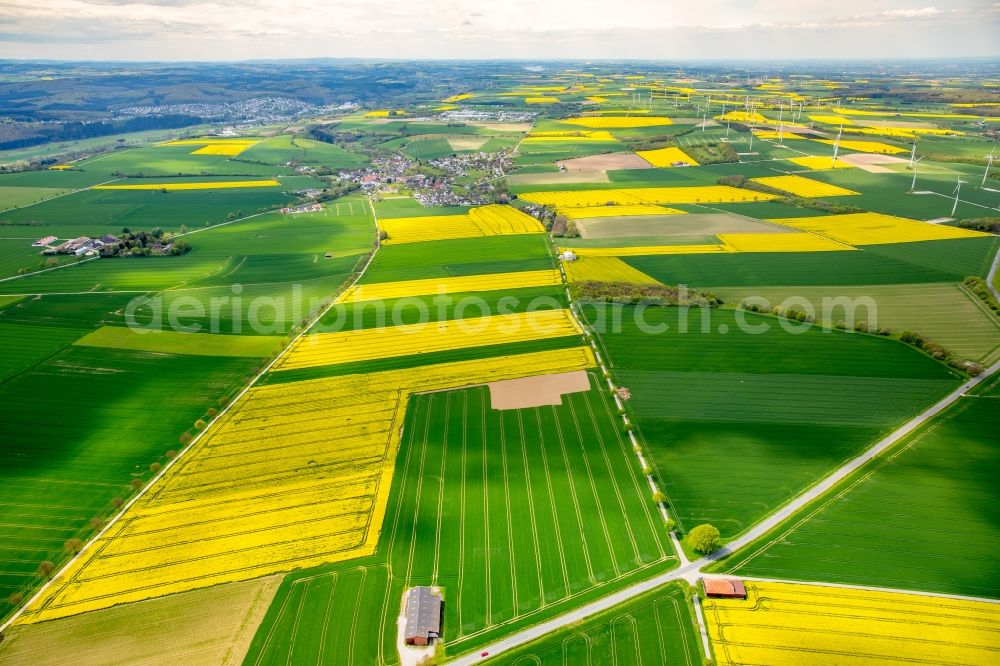 Aerial photograph Bad Sassendorf - Field landscape yellow flowering rapeseed flowers in Bad Sassendorf in the state North Rhine-Westphalia, Germany