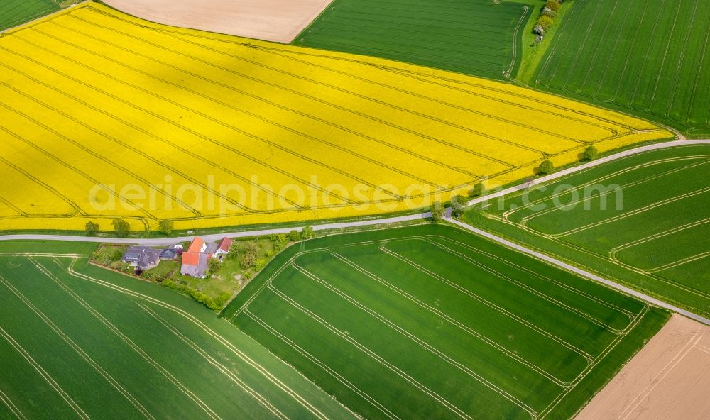 Bad Sassendorf from above - Field landscape yellow flowering rapeseed flowers in Bad Sassendorf in the state North Rhine-Westphalia, Germany