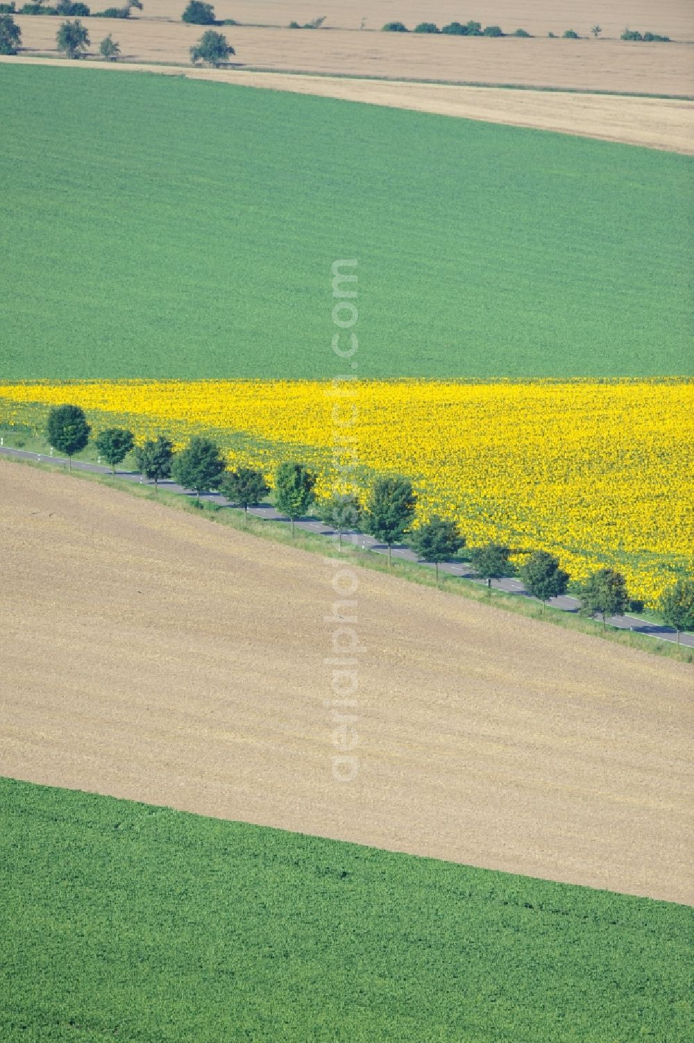 Hirschroda from the bird's eye view: 23/07/2012 Hirschroda field landscape with a field of sunflowers at Hirschroda in the state of Saxony-Anhalt