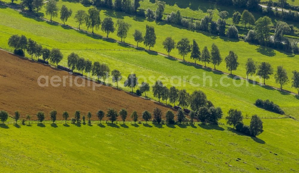 Aerial photograph Schmallenberg - Field landscape with meadows and tree rows in Schmallenberg in North Rhine-Westphalia