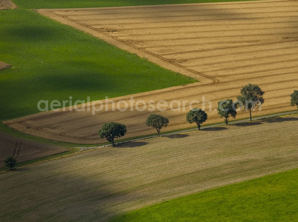 Schmallenberg from above - Field landscape with meadows and tree rows in Schmallenberg in North Rhine-Westphalia