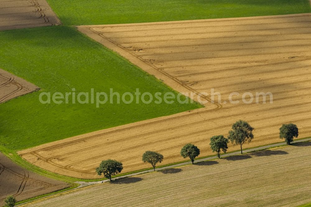 Schmallenberg from the bird's eye view: Field landscape with meadows and tree rows in Schmallenberg in North Rhine-Westphalia