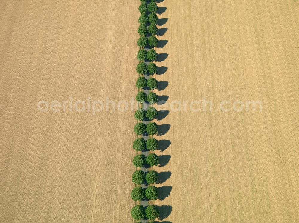 Aerial image Goslar - Landscape structures of harvested fields with rows of trees near Goslar in Lower Saxony