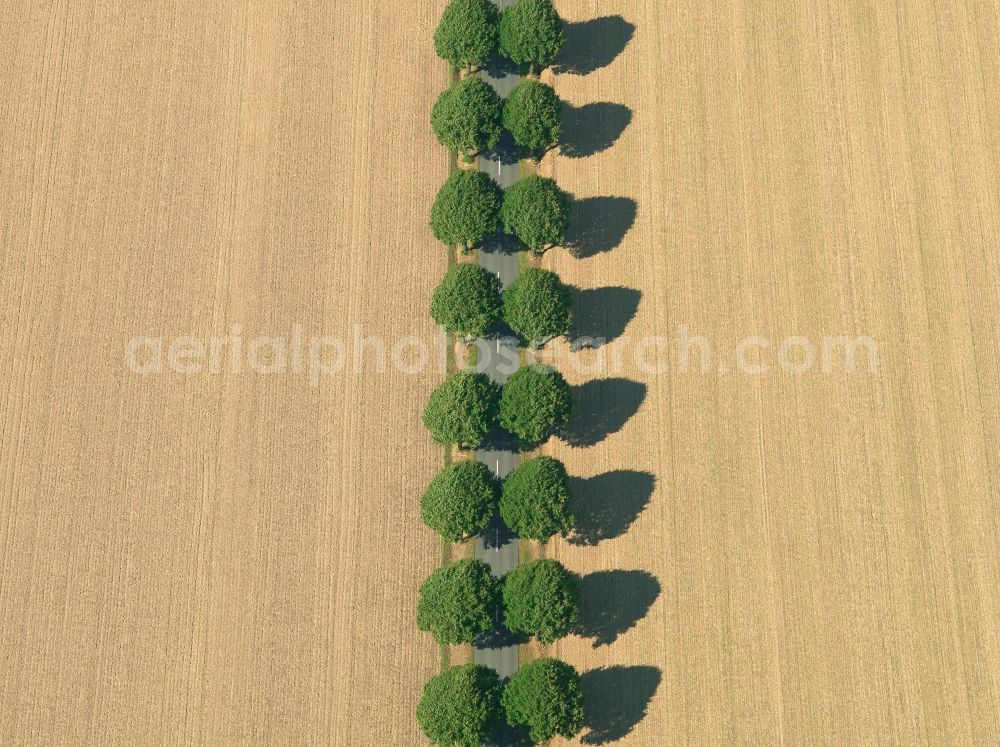 Aerial photograph Goslar - Landscape structures of harvested fields with rows of trees near Goslar in Lower Saxony