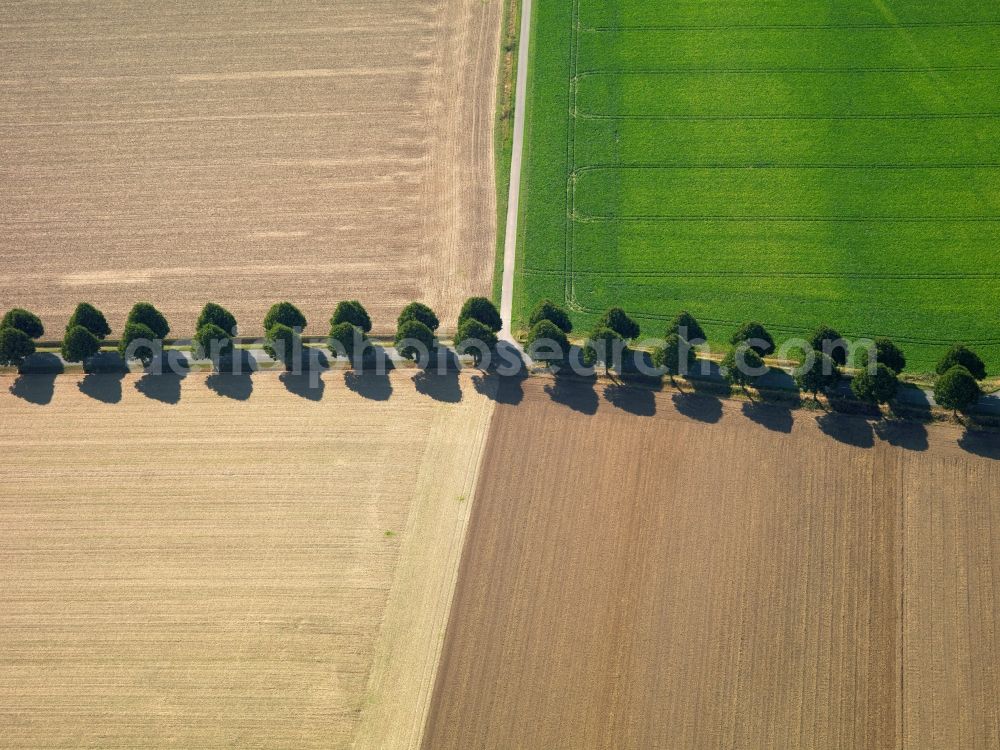 Goslar from above - Landscape structures of harvested fields with rows of trees near Goslar in Lower Saxony