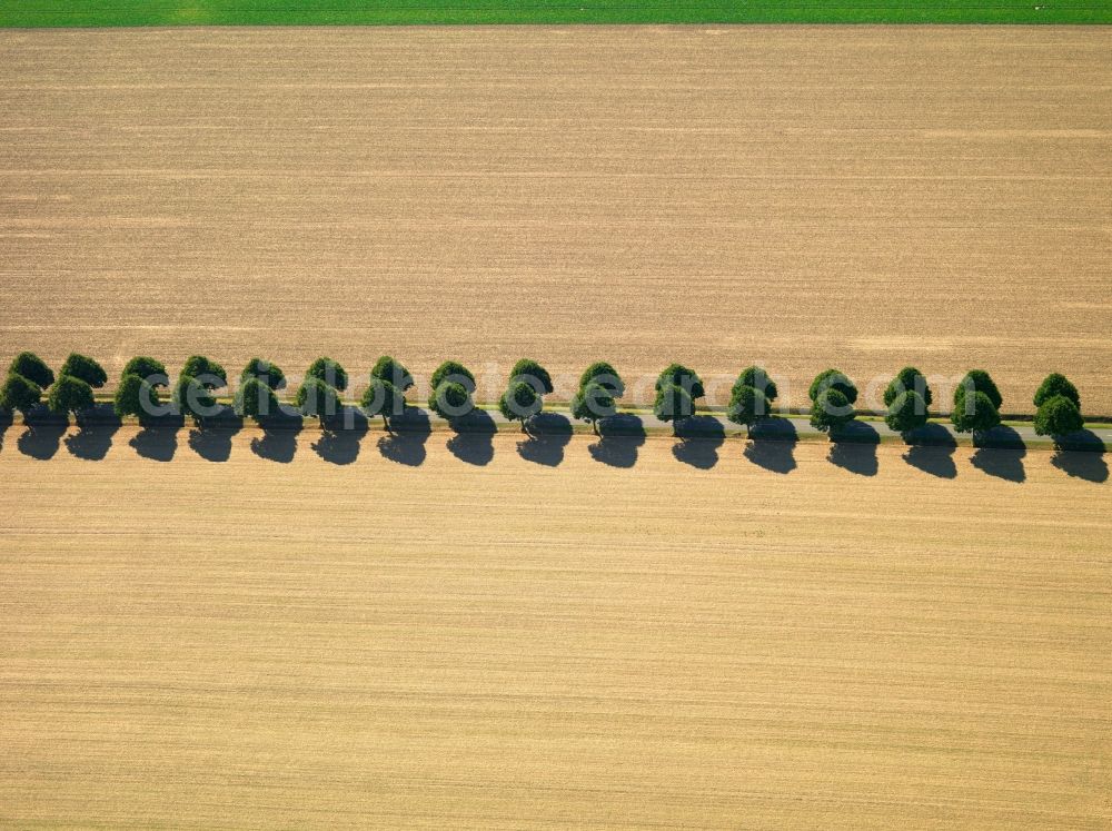 Goslar from the bird's eye view: Landscape structures of harvested fields with rows of trees near Goslar in Lower Saxony