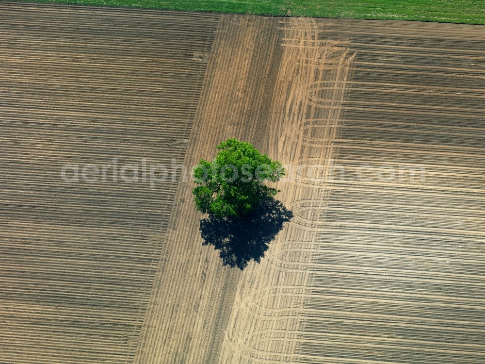 Goslar from above - Landscape structures of harvested fields with rows of trees near Goslar in Lower Saxony