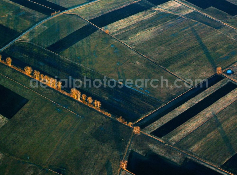 Goslar from the bird's eye view: Landscape structures of harvested fields with rows of trees near Goslar in Lower Saxony